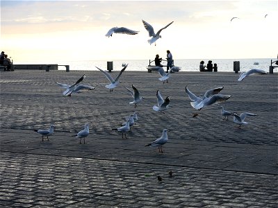 Gulls on place de la Liberté in Capbreton (Landes, France).