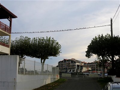 Gulls on electric wires in Capbreton (Landes, France). In the background, the building Mille Sabords.