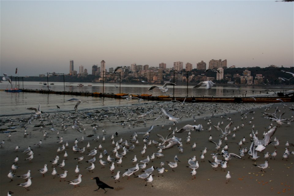 Gulls (mixed Black-headed Gulls and Brown-headed Gulls) flocking at the Chowpatty beach against the skyline of Mumbai, India