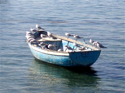 Ohrid Lake, Black-headed Gulls photo