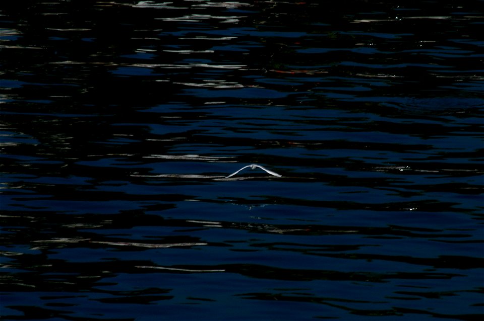 Black-headed Gull hunting