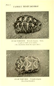 Reptiles of the world : tortoises and turtles, crocodilians, lizards and snakes of the eastern and western hemispheres / by Raymond L. Ditmars.