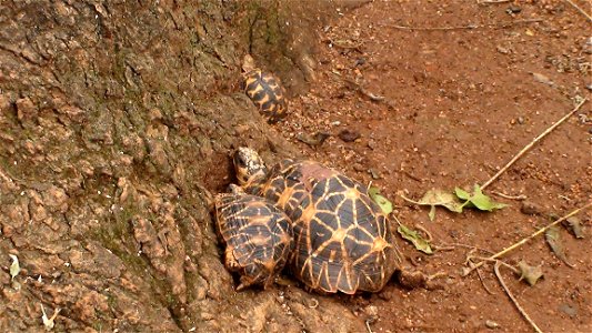 star Tortoise with its baby in Adumalleshwara zoo