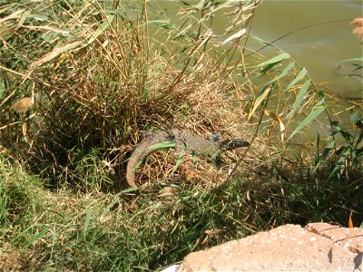 Varan au Parc national du Djoudj
