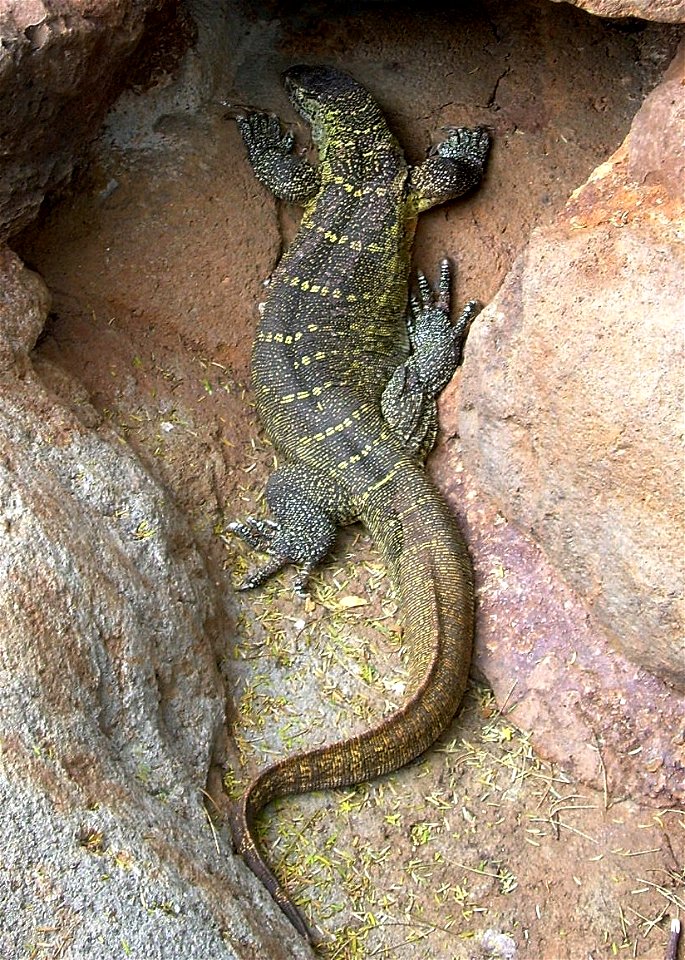 Nile monitor lizard from the Waikiki Zoo
