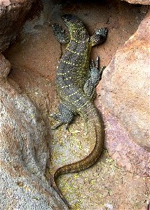 Nile monitor lizard from the Waikiki Zoo