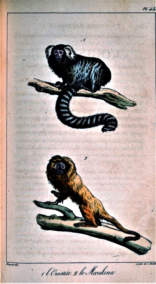 Callithrix jacchus & Leontopithecus rosalia