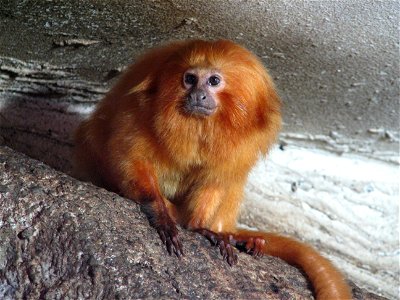 Leontopithecus rosalia in ZOO Jihlava, Czech Republic
