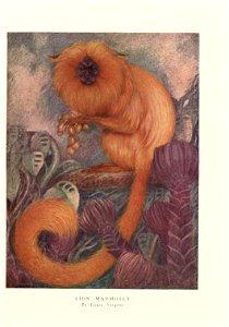 Lion Marmoset by Louis A. Sargent