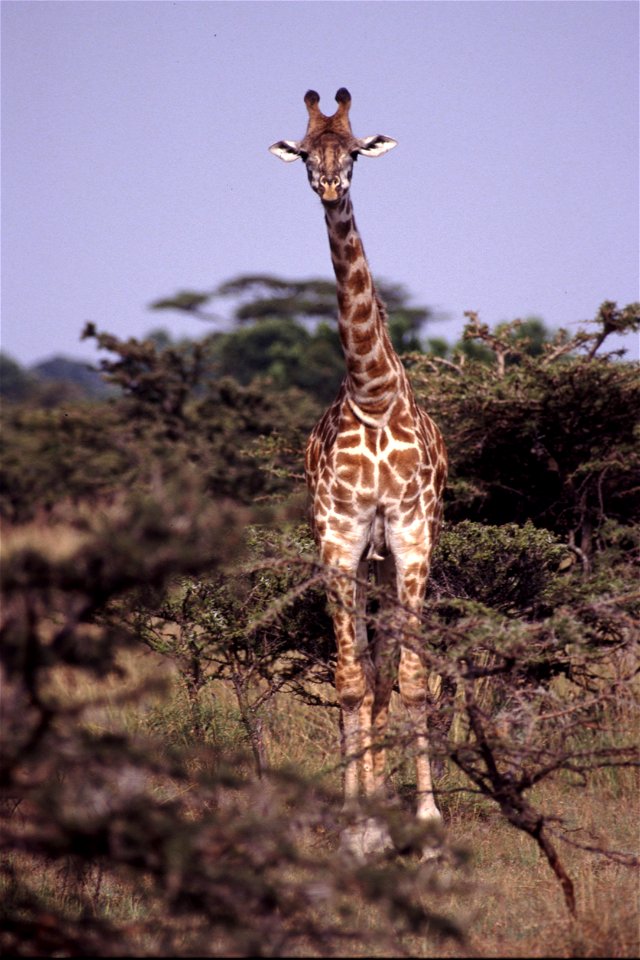 Giraffe staring.  Taken on safari in Kenya on slide film.  Scanned in 2006.