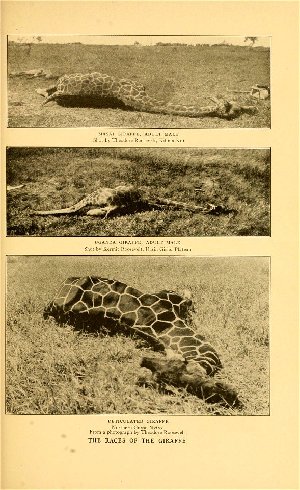 MASAI GIRAl'li:, Aliri/r MAI.i; 
Shot by Theodore Ruusc\. It, Kilim,, K 
UGANDA GIRAFFE, ADULT MALE 
Shot by Kermit Roosevelt, Uasin Gishu Plateau 
1^^ 
Northern Guaso Nyiro 
From a photograph by Theo