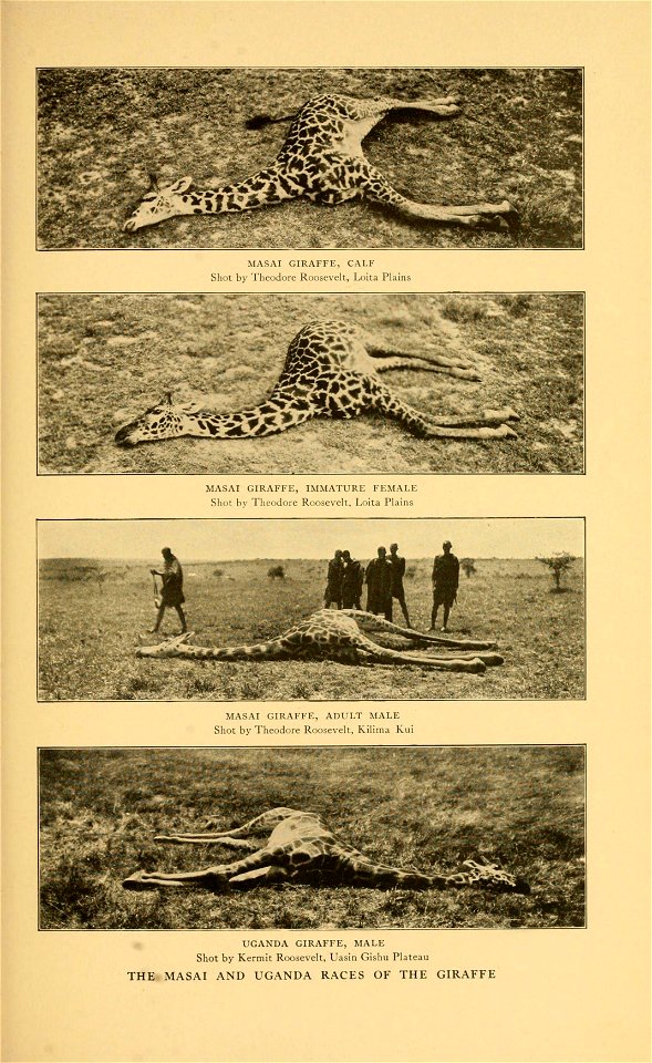 MASAI GIRAFFE, C \l I 

M)^.