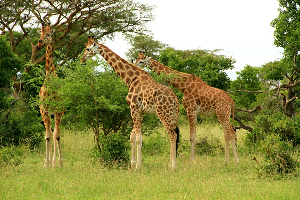 Rothschild's giraffes in Murchison Falls National Park (Uganda)