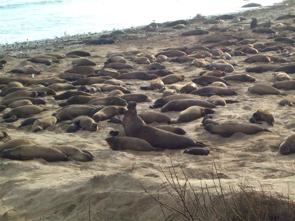 Elephant seals at Año Nuevo State Reserve, California.