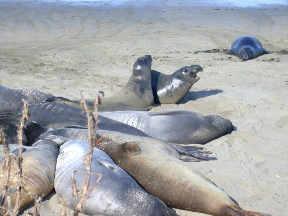 Northern elephant seals on a protected beach near San Simeon, California.