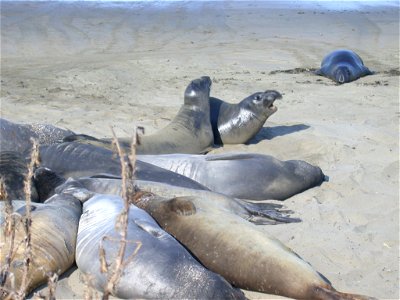 Northern elephant seals on a protected beach near San Simeon, California. photo