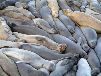 Elephant seals snuggled together for warmth.
