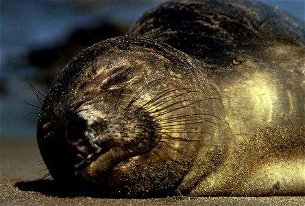 Image title: Harbor seal basks in the sun
Image from Public domain images website, http://www.public-domain-image.com/full-image/fauna-animals-public-domain-images-pictures/seals-and-sea-lions-public-