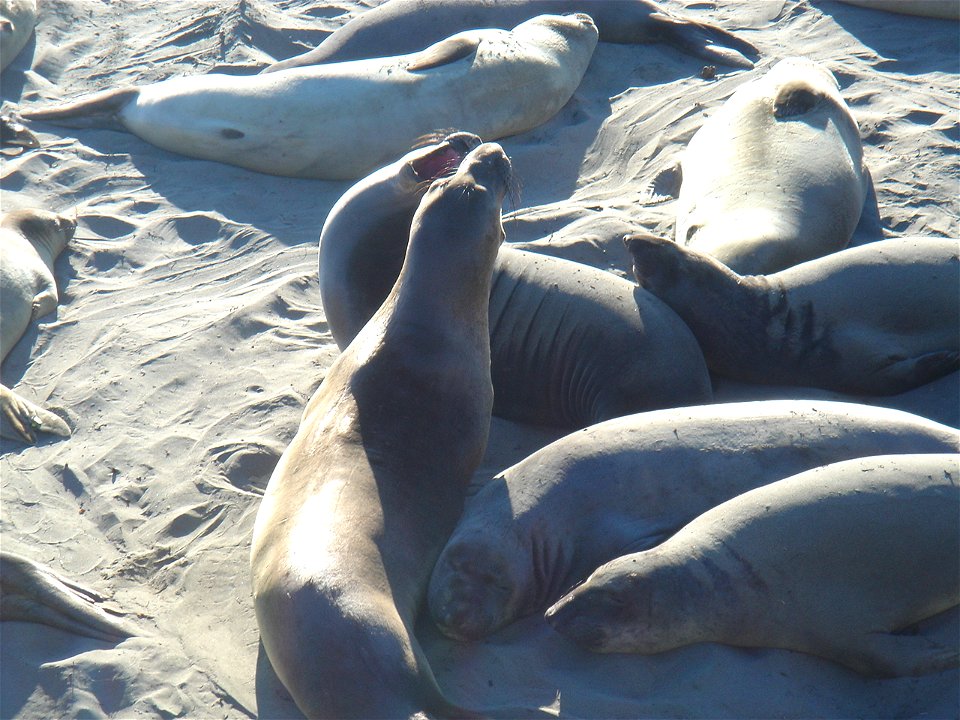— Northern Elephant seals.
Located near San Simeon and Route 1 (below Hearst Castle) — in northwestern San Luis Obispo County, on the Central Coast of California.