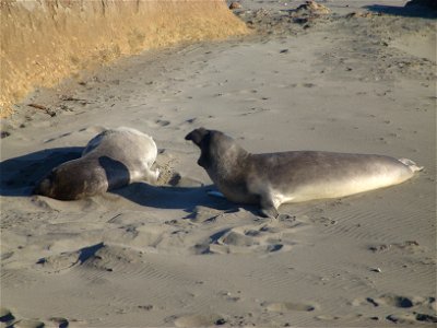 Elephant seals (Mirounga angustirostris) on the beach at w:San Simeon, California, USA