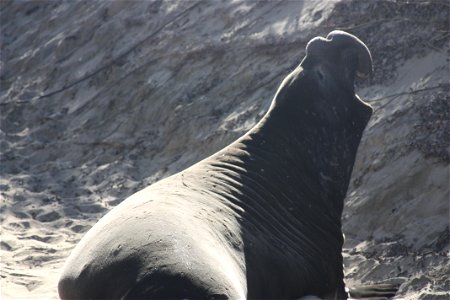 male northern elephant seal at ano nuevo state reserve photo