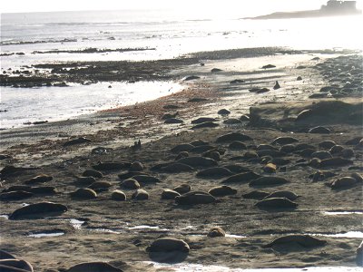 Mirounga angustirostris.