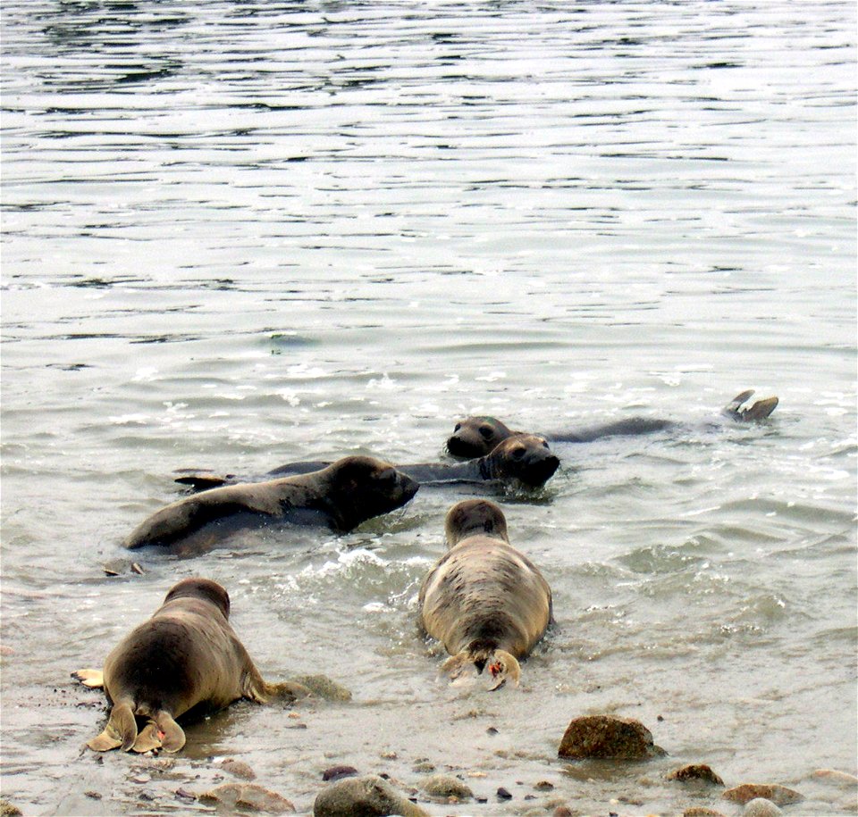 Release of rehabilitated pinnipeds into the Pacific Ocean, The Marine Mammal Center.