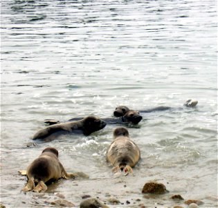 Release of rehabilitated pinnipeds into the Pacific Ocean, The Marine Mammal Center.