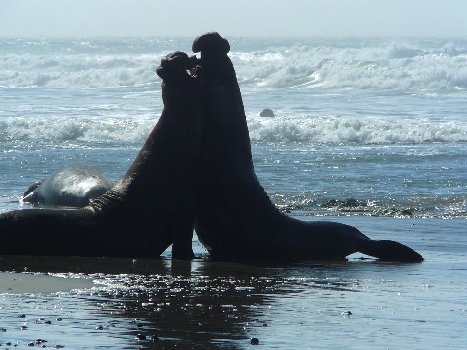 Adult male elephant seal battling for territory and reproductive rights with females which they gather into harems.