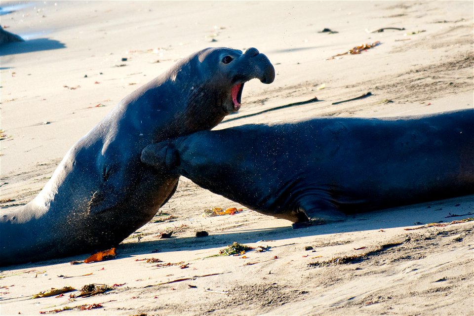 Two male Elephant Seals at Pidras Blancas seal colony [California] fighting for dominance