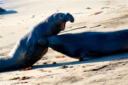 Two male Elephant Seals at Pidras Blancas seal colony [California] fighting for dominance