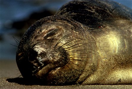 A Northern Elephant Seal (Mirounga angustirostris). photo