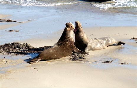 Two male elephant seals fighting on the beach at San Miguel Island. California, Channel Islands NMS. 

2007 January 31.