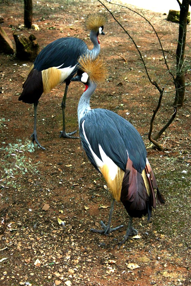 Crowned Cranes - Balearica regulorum, Krugersdorp Game Reserve, Gauteng