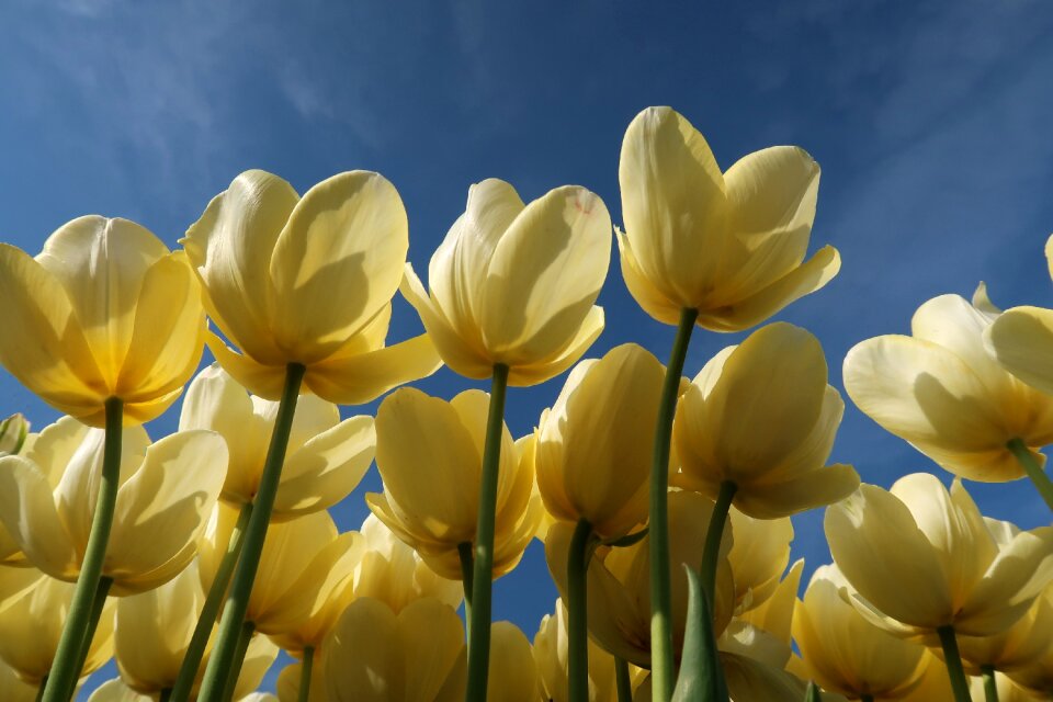 Keukenhof tulpenbol flower