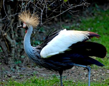 Grey-crowned crane (Balearica regulorum) hopping. From the zoological garden of the Jardin des Plantes in Paris.