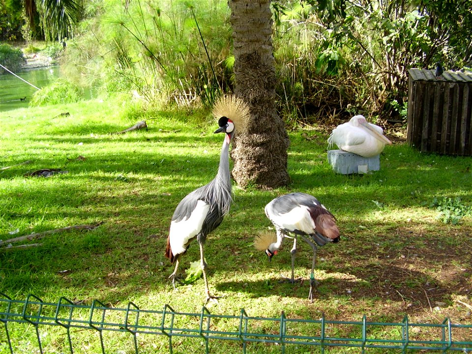 crowned cranes in the biblical zoo, jerusalem