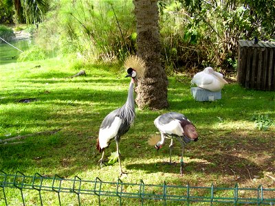 crowned cranes in the biblical zoo, jerusalem