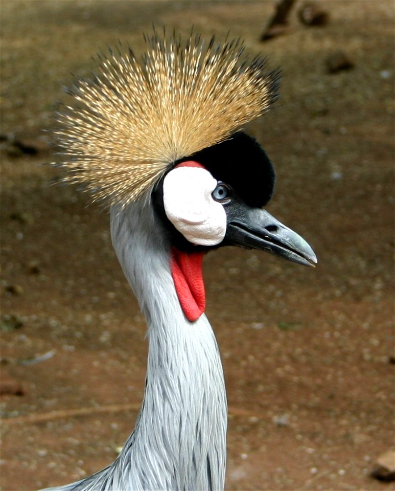 Crowned Crane - Balearica regulorum, Krugersdorp Game Reserve, Gauteng