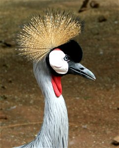 Crowned Crane - Balearica regulorum, Krugersdorp Game Reserve, Gauteng