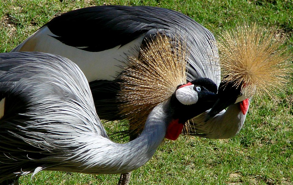 Grey crowned cranes (Balearica regulorum), zoo d'Amnéville, France.