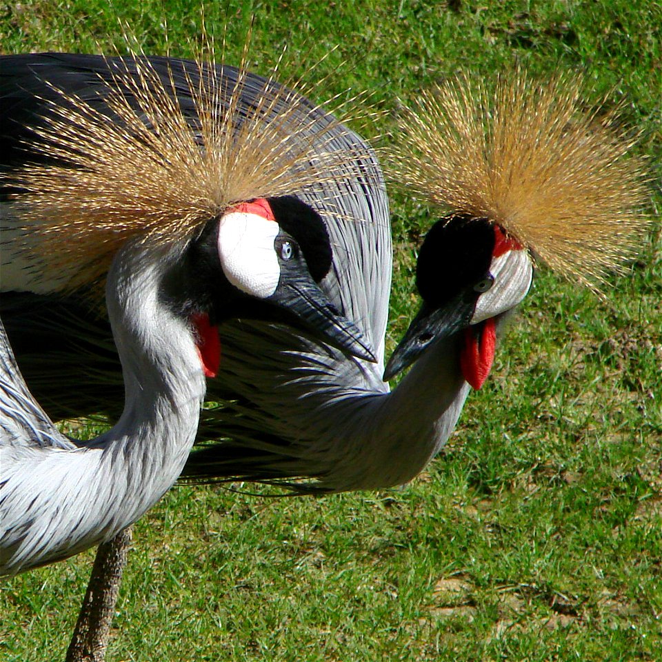 Black Grey crowned cranes (Balearica pavonina regulorum), zoo d'Amnéville, France.  Gray body, mostly white cheek patch with red upper border, and long red wattle identify this species.