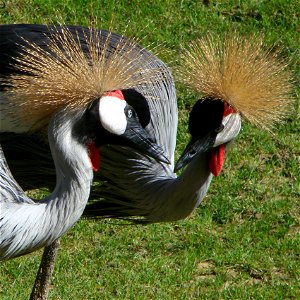 Black Grey crowned cranes (Balearica pavonina regulorum), zoo d'Amnéville, France.  Gray body, mostly white cheek patch with red upper border, and long red wattle identify this species.