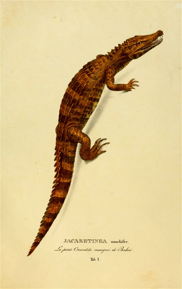 Animalia nova, sive, Species novae lacertarum quas in itinere per Brasliliam annis MDCCCXVII-MDCCCXX jussu et auspiciis Maximilani Josephi I. Bavariae regis suscepto / collegit et descripsit Dr. J. B.