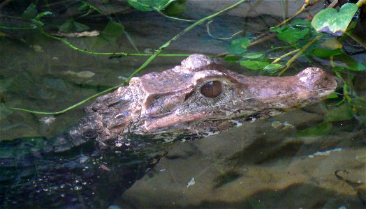Cuvier's Dwarf Caiman or Musky Caiman (Paleosuchus palpebrosus)