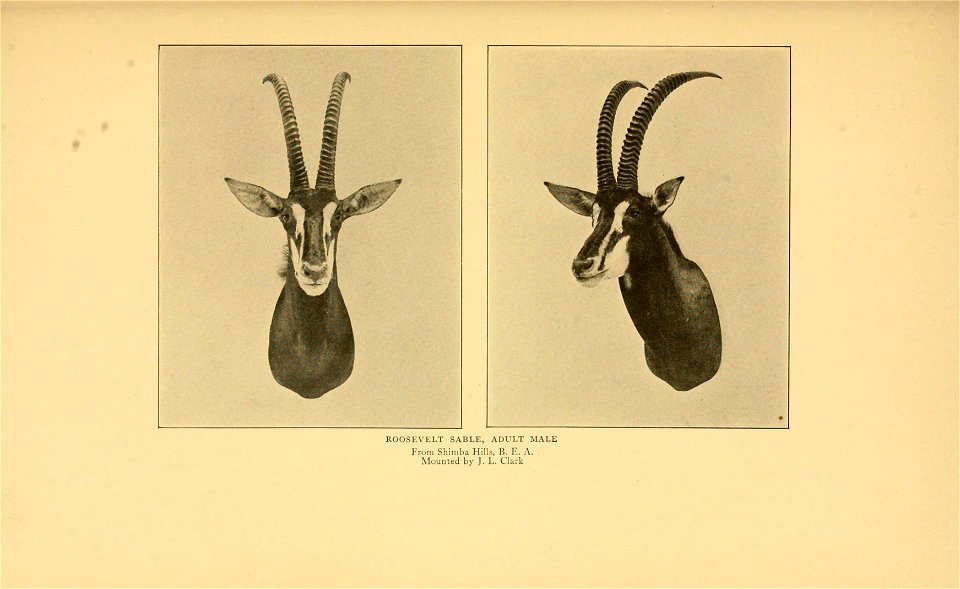 Life-histories of African game animals,  by Theodore Roosevelt and Edmund Heller; with illustrations from photographs, and from drawings by Philip R. Goodwin; and with forty faunal maps ...