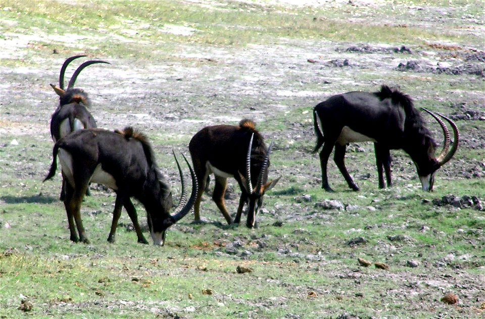 Grupo de antílopes sable fotografiados en el parque Nacional de Chobe, Bostwana, en agosto de 2006