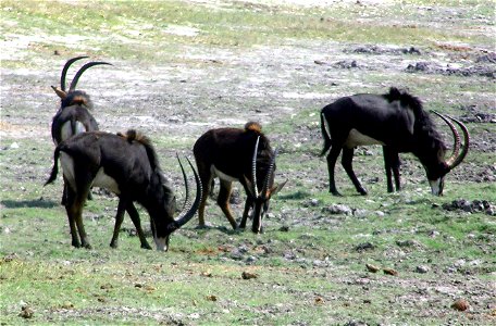Grupo de antílopes sable fotografiados en el parque Nacional de Chobe, Bostwana, en agosto de 2006
