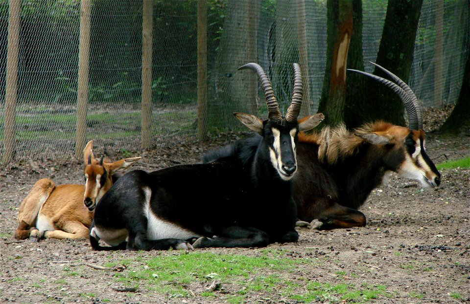 Sable antelopes (Hippotragus niger) in the Thoiry zoo.