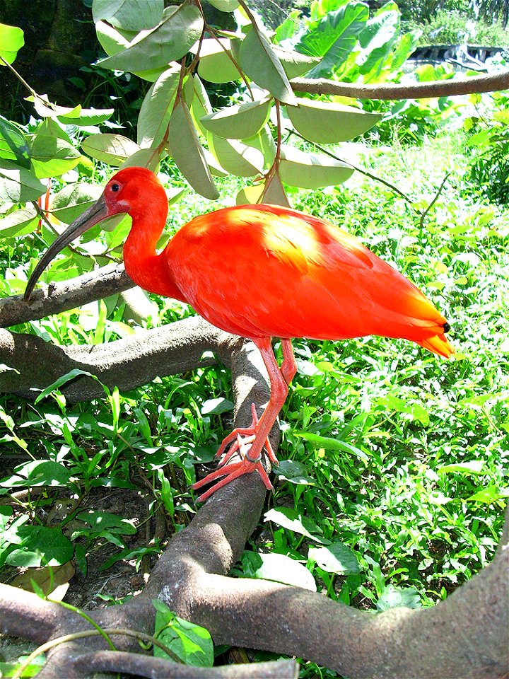 Eudocimus ruber, Guará, No Mangal das Garças em Belém